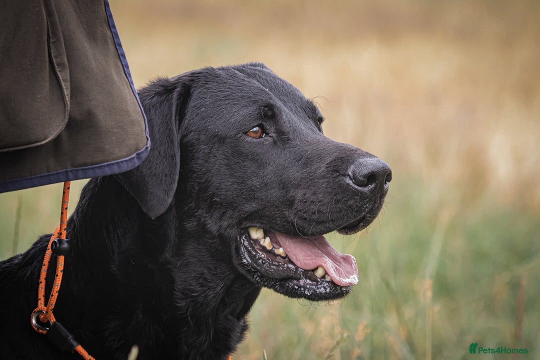 Labrador Retriever dogs for sale: Superb dual purpose health tested black Labradors  - Image 7