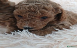 Cockapoo dogs for sale: F1B Cockapoo puppies  - Image 2
