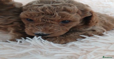 Cockapoo dogs - Advert 8
