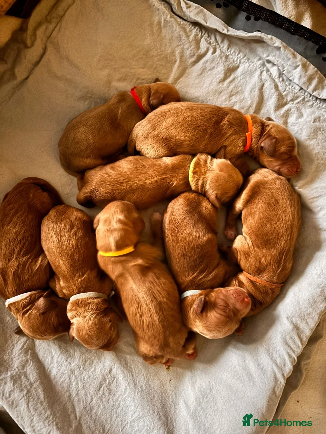 Miniature Poodle dogs for stud: Health tested red kc miniature poodle stud  in Doncaster - Advert 7