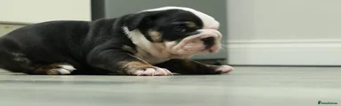 Old Tyme Bulldog 2