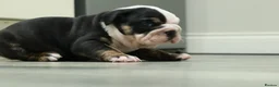 Old Tyme Bulldog dogs for sale: Old tyme bulldog puppies  in Hartlepool - Advert 4