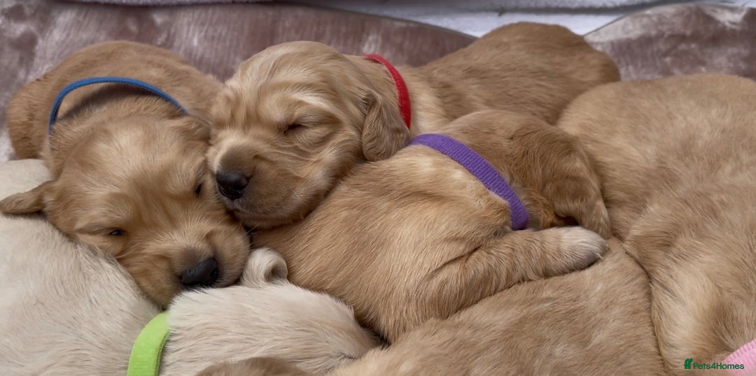 Golden Retriever dogs for sale: OUTSTANDING PEDIGREE GOLDEN RETRIVER PUPPIES KC - Image 24