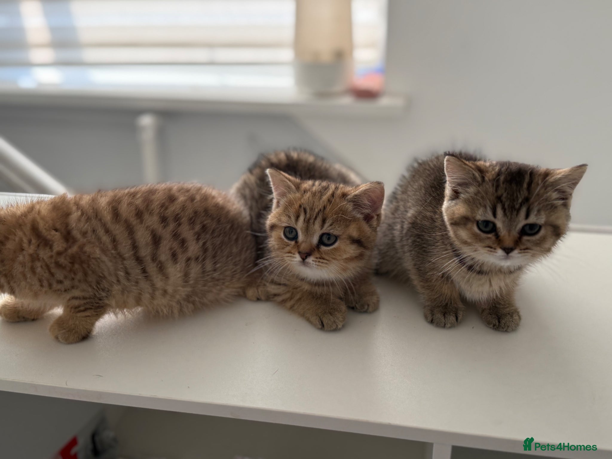 Scottish Fold cats Ready to leave today !!🥰🥰 - Advert 1