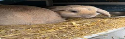 Mini Lop rabbits for sale: Two beautiful mini lops  - Advert 2