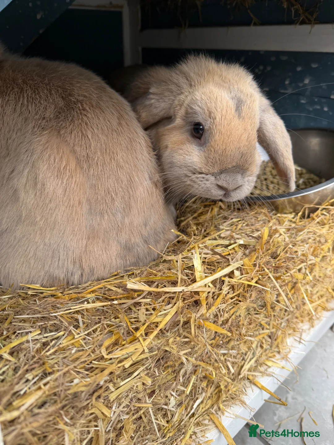 Mini Lop rabbits for sale: Two beautiful mini lops  - Advert 2