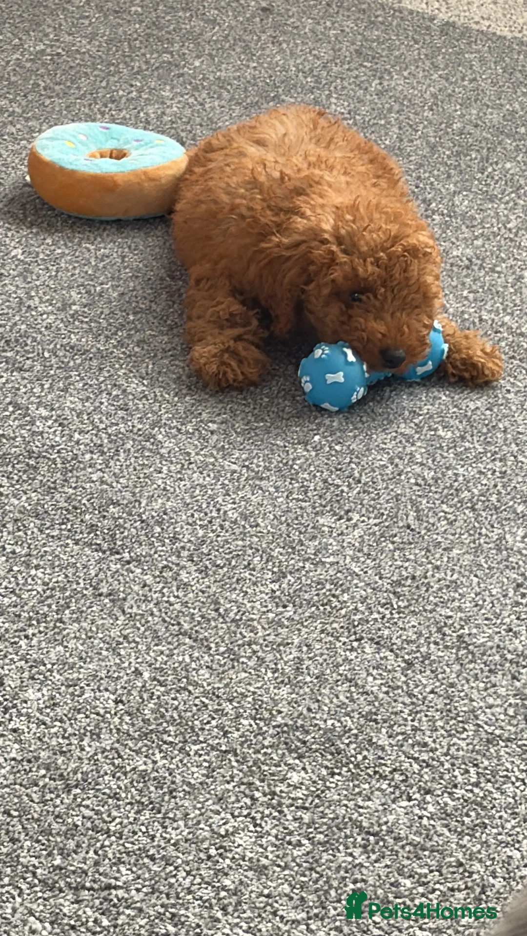 Poodle dogs for sale: Miniature poodle in Manchester - Advert 2