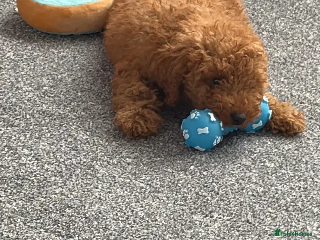 Poodle dogs for sale: Miniature poodle - Advert 1