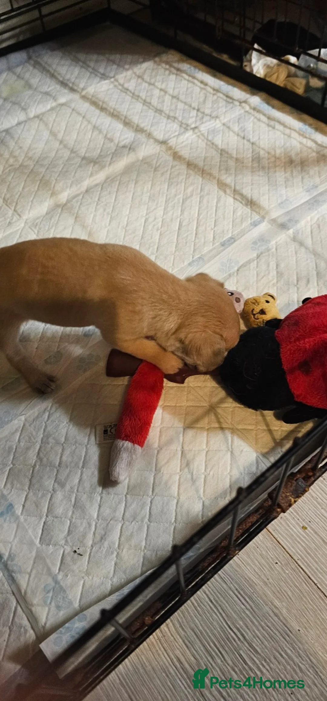 Chihuahua dogs for sale: 4 beautiful chihuahua puppies - Advert 17