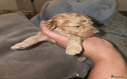 Toy Poodle dogs for sale: Beautiful Toy Poodle puppies - Image 10