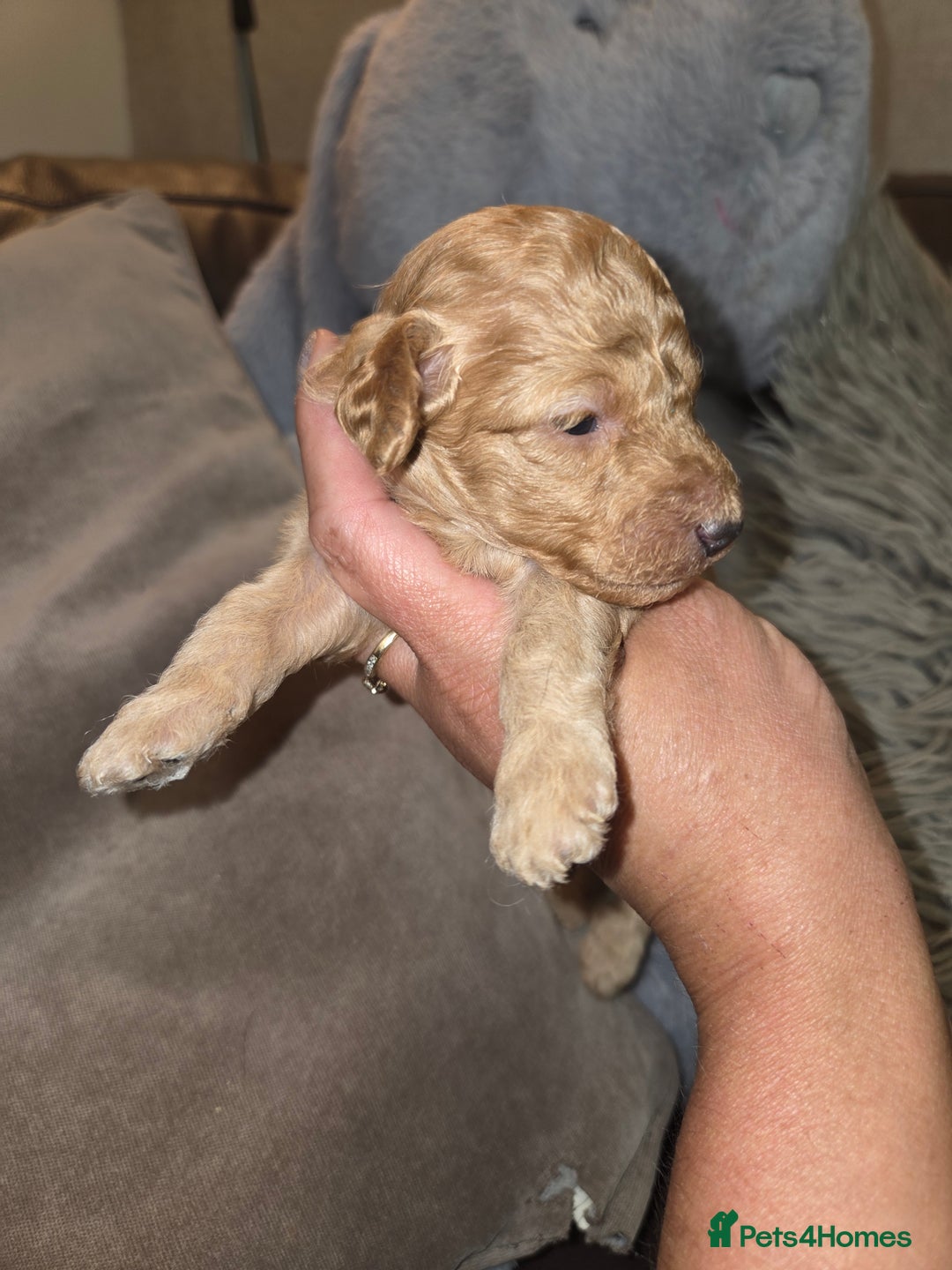 Toy Poodle dogs for sale: Beautiful Toy Poodle puppies - Image 10