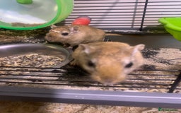 Gerbil rodents for sale: 3 male gerbils - Image 8