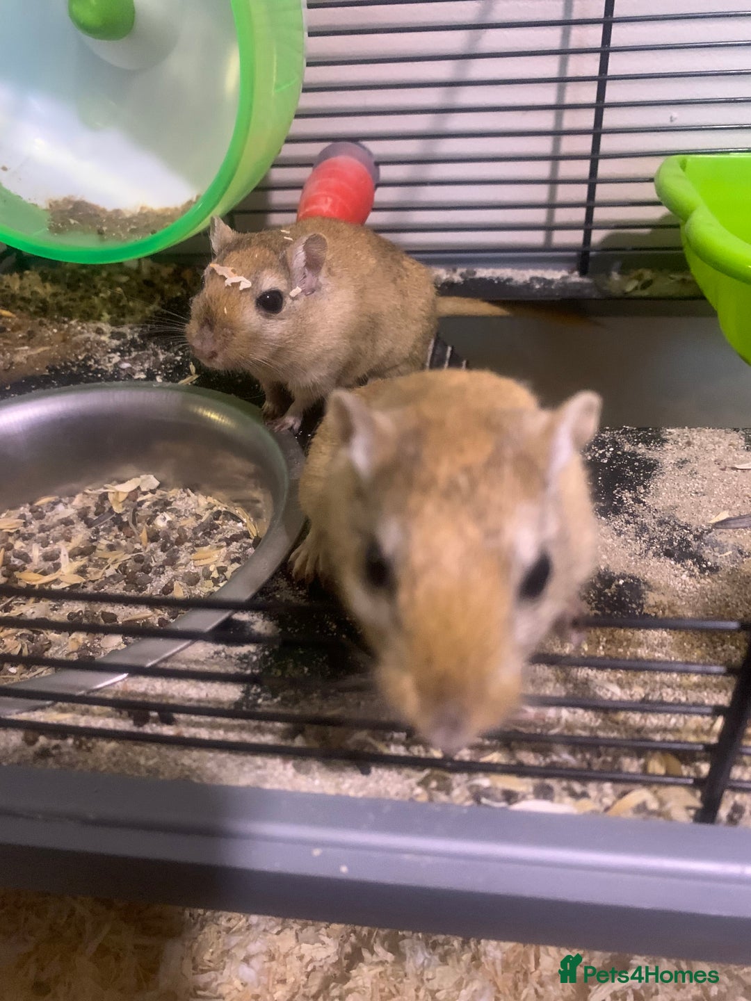 Gerbil rodents for sale: 3 male gerbils - Image 8