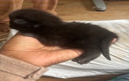 Domestic Shorthair cats for sale: Domestic and BSH Kittens  - Image 5