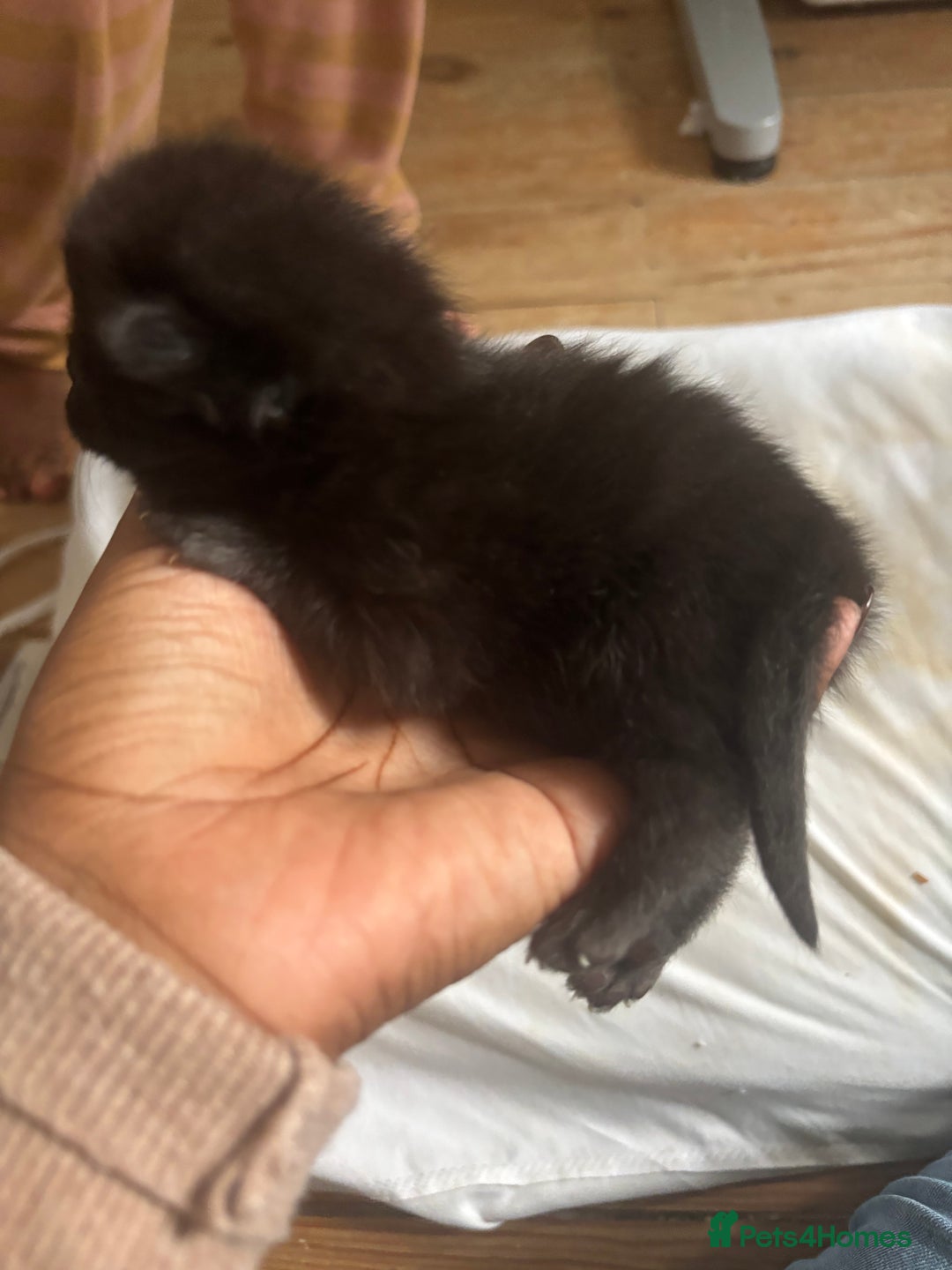 Domestic Shorthair cats for sale: Domestic and BSH Kittens  - Image 5