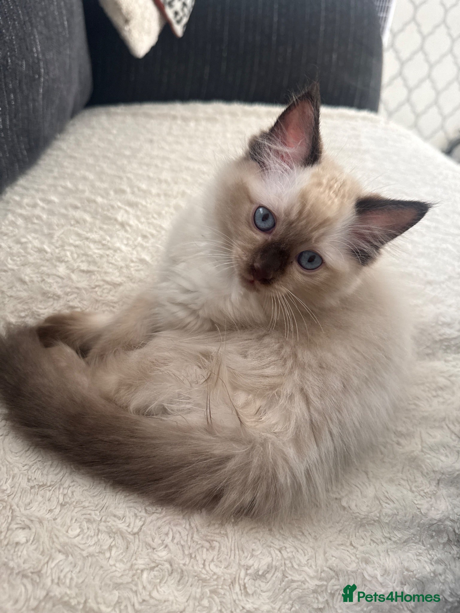 Ragdoll cats 5 males , 2 females  - Advert 1