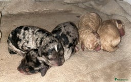 Cockapoo dogs for sale: Cockapoo puppies ready for there home 30/09/25  - Image 1