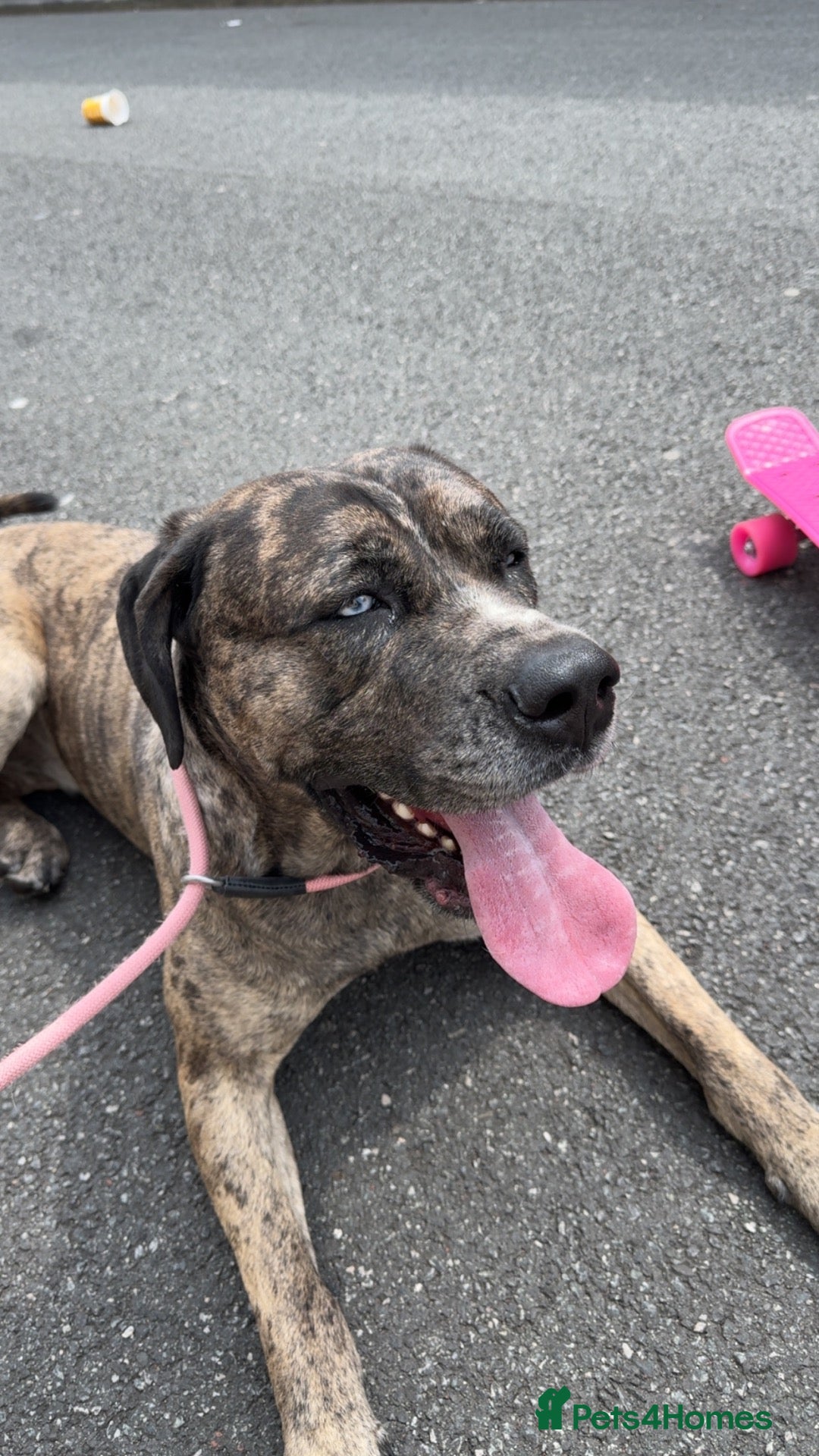 Cane Corso dogs 3 Year Old Female Cane Corso - Advert 1