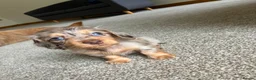 Miniature Dachshund dogs for sale: Chocolate&Cream Champion Long hair mini dachshund  - Advert 5