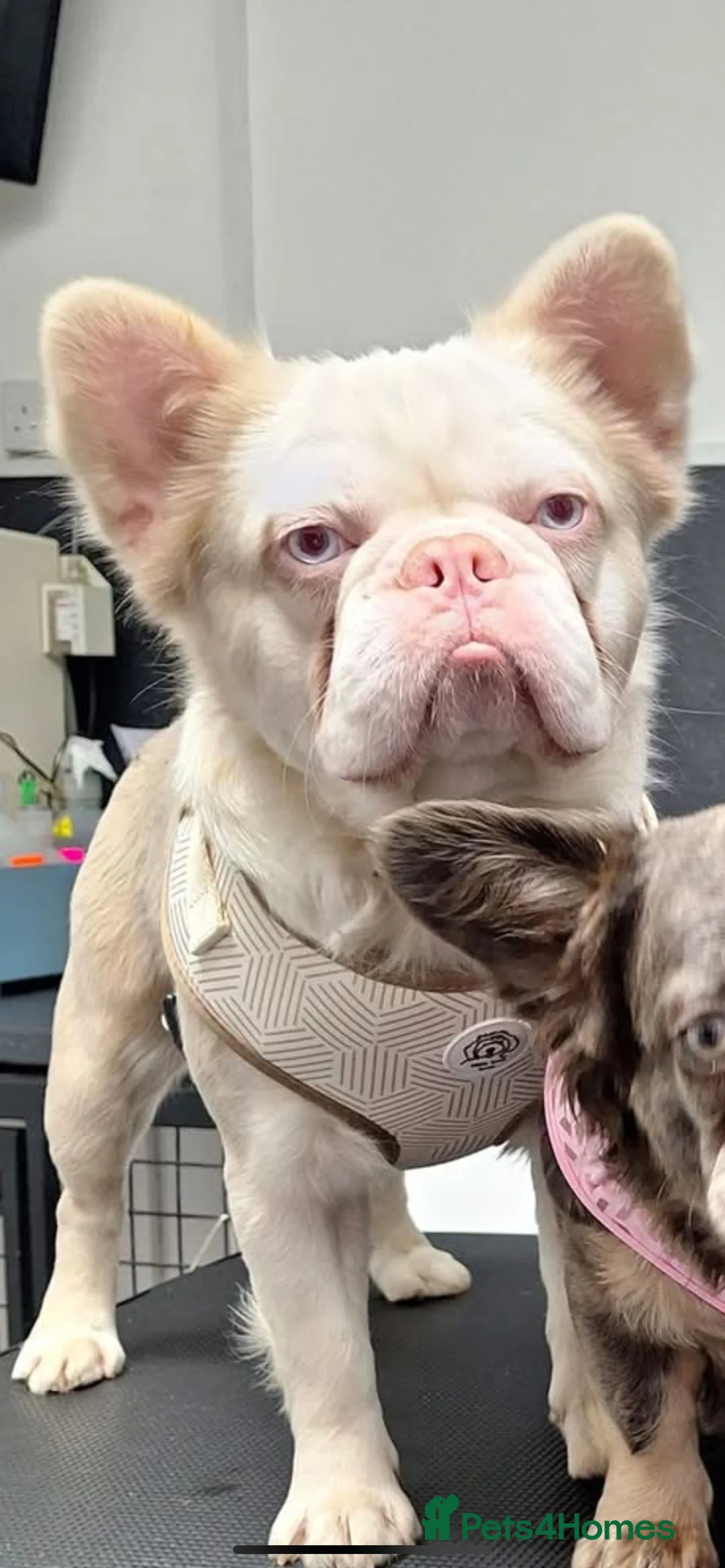 French Bulldog dogs for stud: 💕Rocco- pink fluffy boy for stud💕 - Advert 2