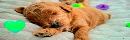 Cavapoo dogs for sale: 🥇❤️Beautiful F1 Cavapoo 5★ - Advert 6