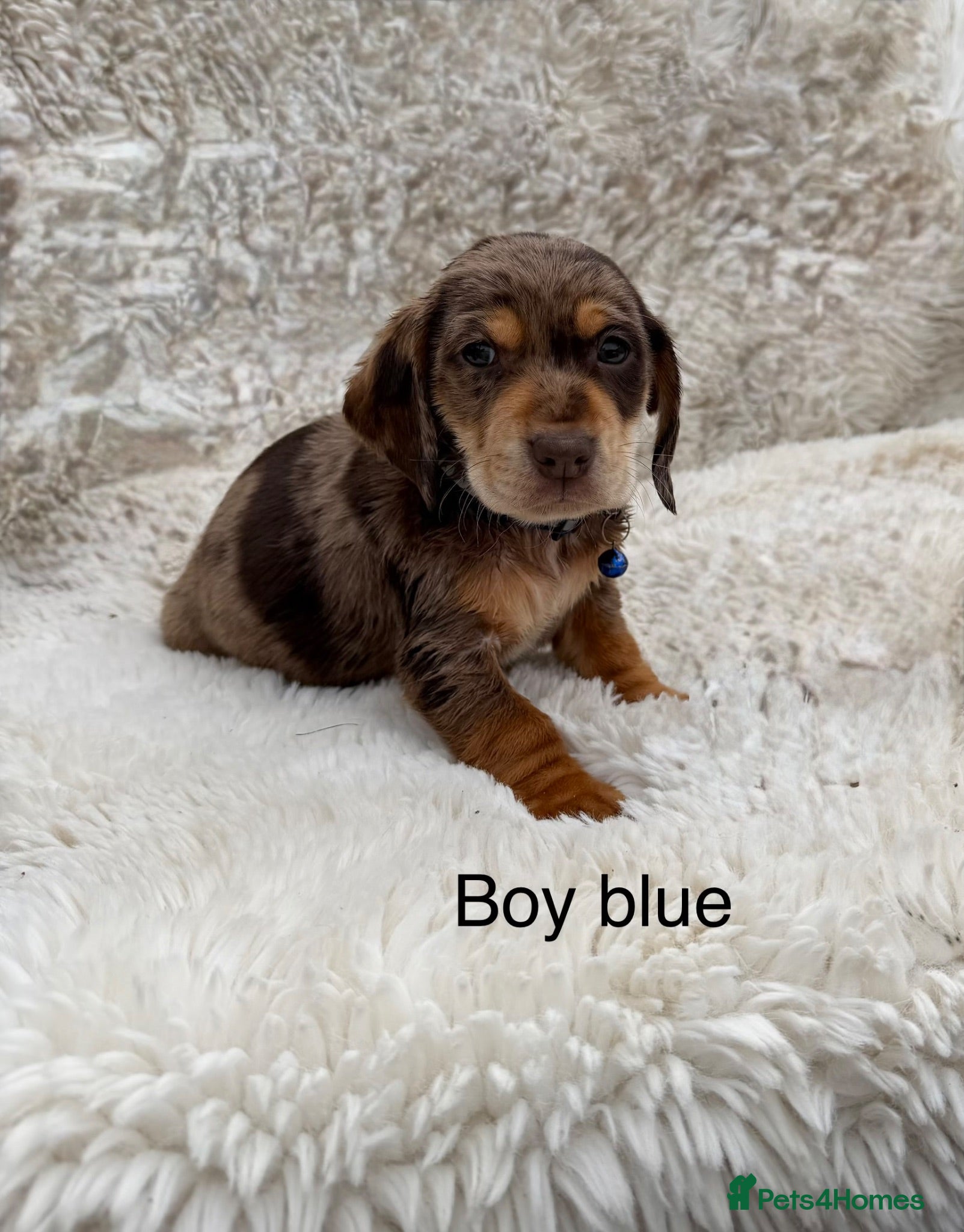 Mixed Breed dogs Beautiful litter of docker puppies chocolate:silve - Advert 1