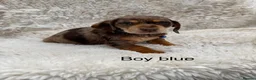 Mixed Breed dogs for sale: Beautiful litter of docker puppies chocolate:silve - Advert 1