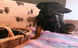 Dobermann dogs for sale: *Stunning Top/Best Bloodline Dobermanns For Sale* - Image 3
