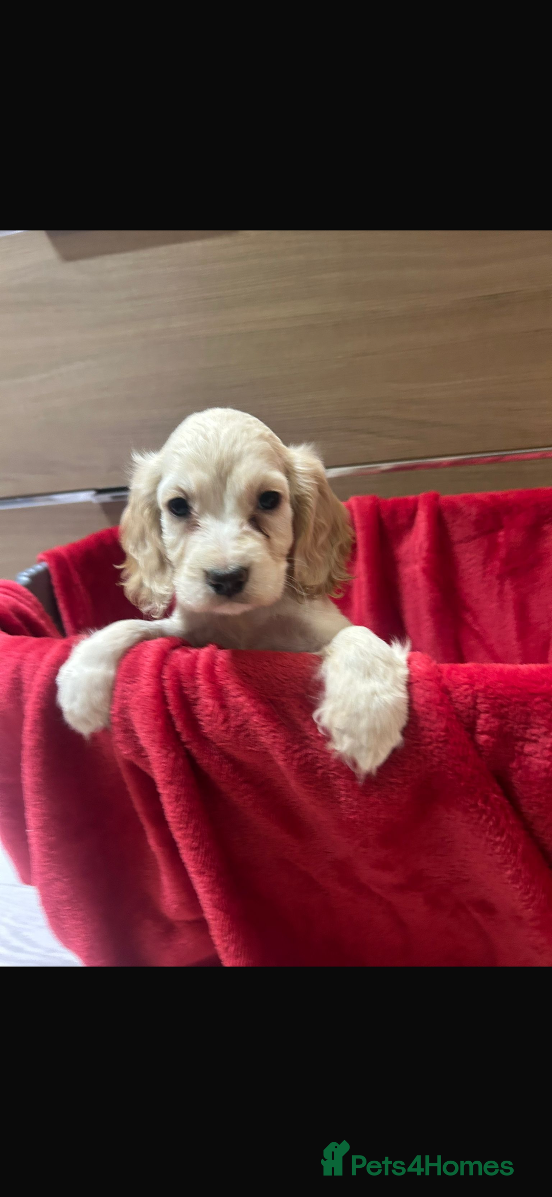 Cocker Spaniel dogs for sale: Beautiful cocker spaniels ❤️❤️ - Image 8