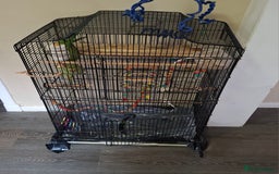 Parrots birds for sale: Ring neck  - Image 3