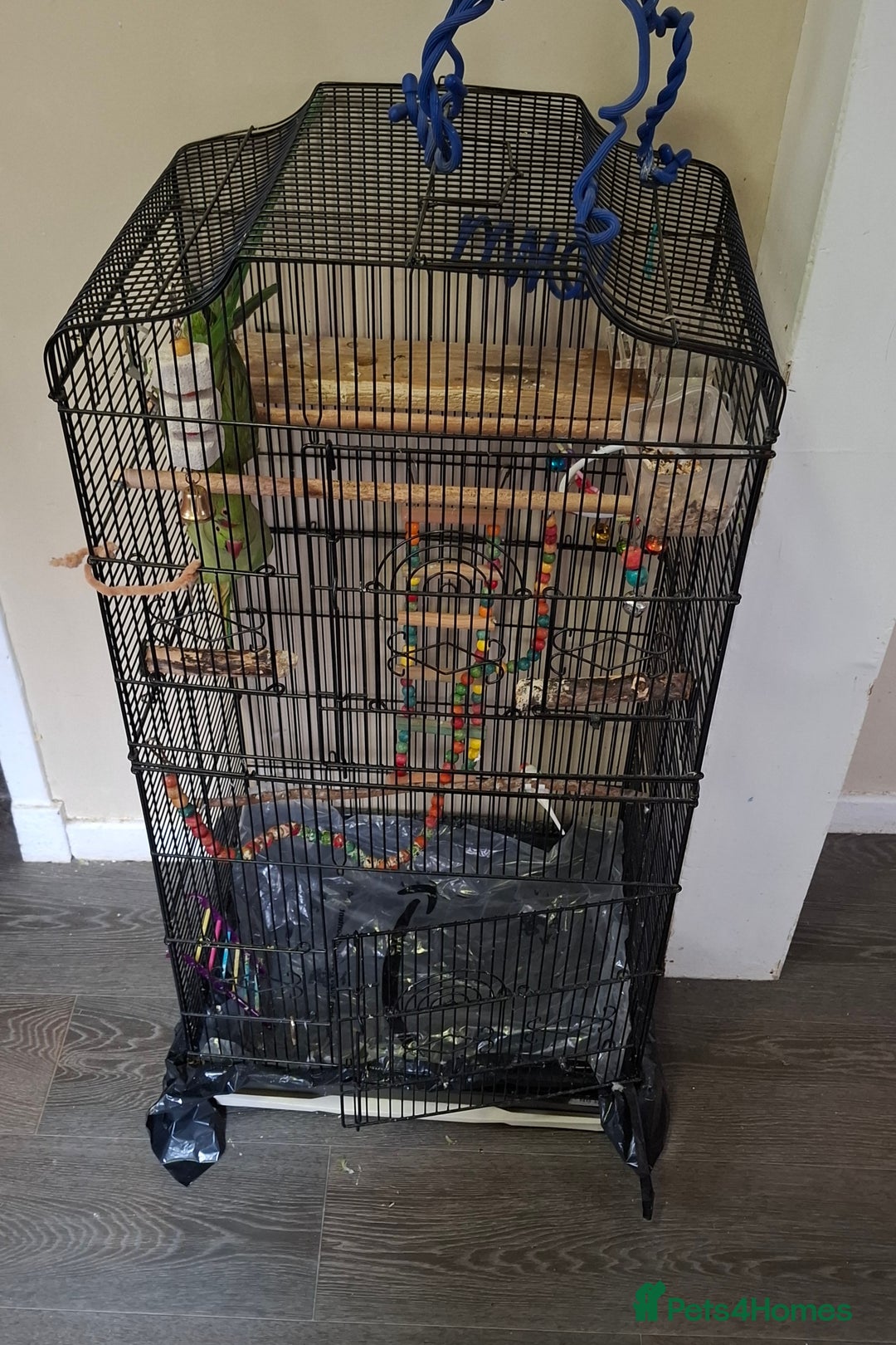 Parrots birds for sale: Ring neck  - Image 3