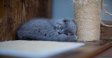 Scottish Fold cats - Advert 1