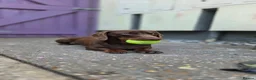 Miniature Dachshund dogs for sale: Looking for Their Forever Home  - Advert 11