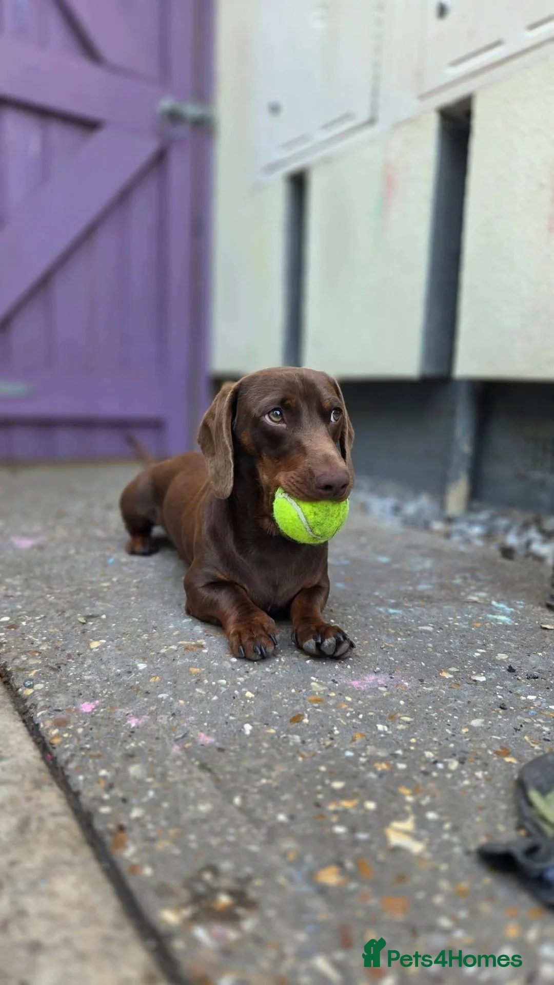 Miniature Dachshund dogs for sale: Looking for Their Forever Home  - Advert 11