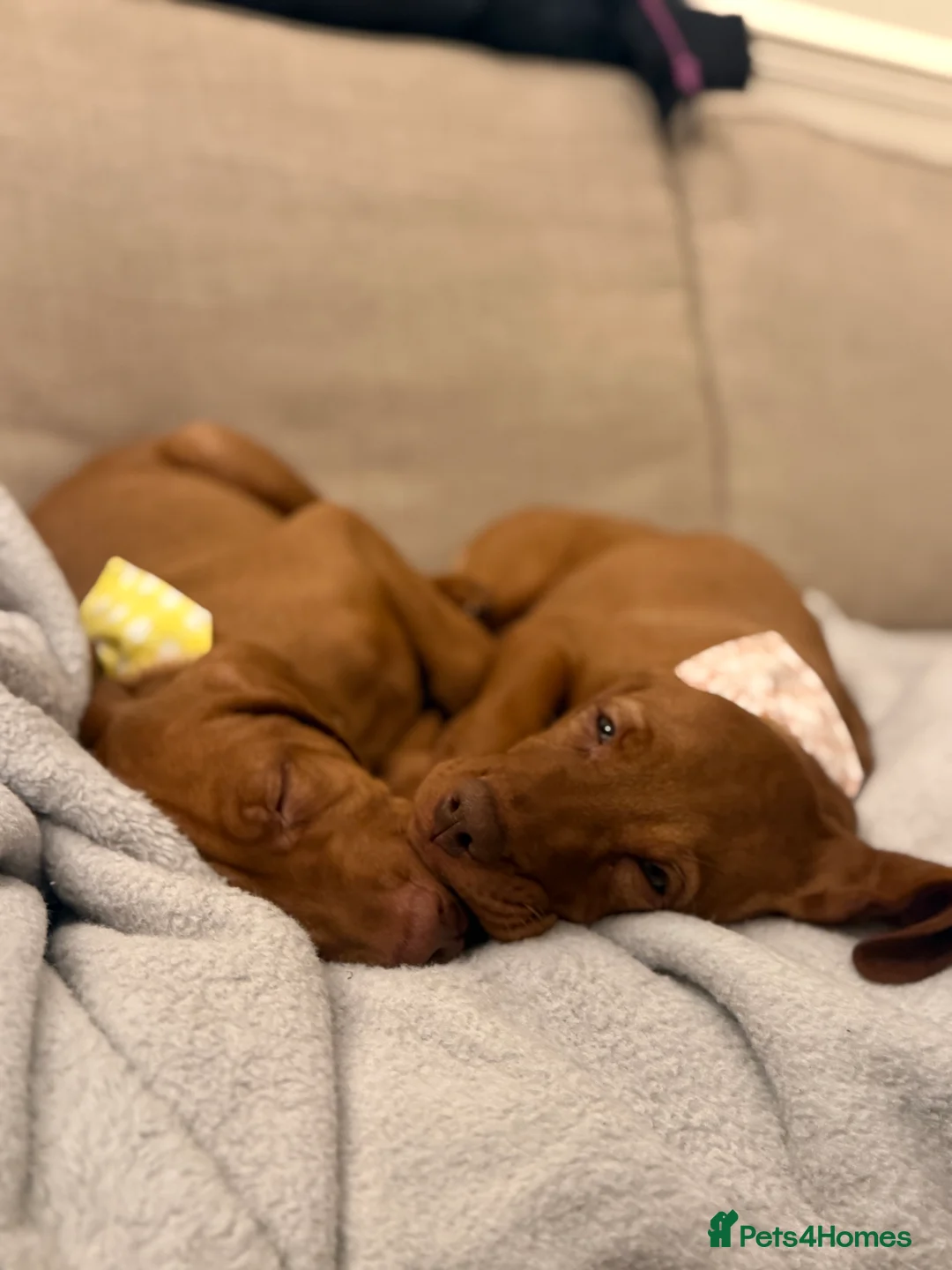 Hungarian Vizsla dogs for stud: KC Hungarian Vizsla Stud Champion Russetmantle - Advert 4