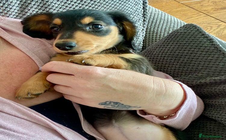Miniature Dachshund dogs - Advert 2