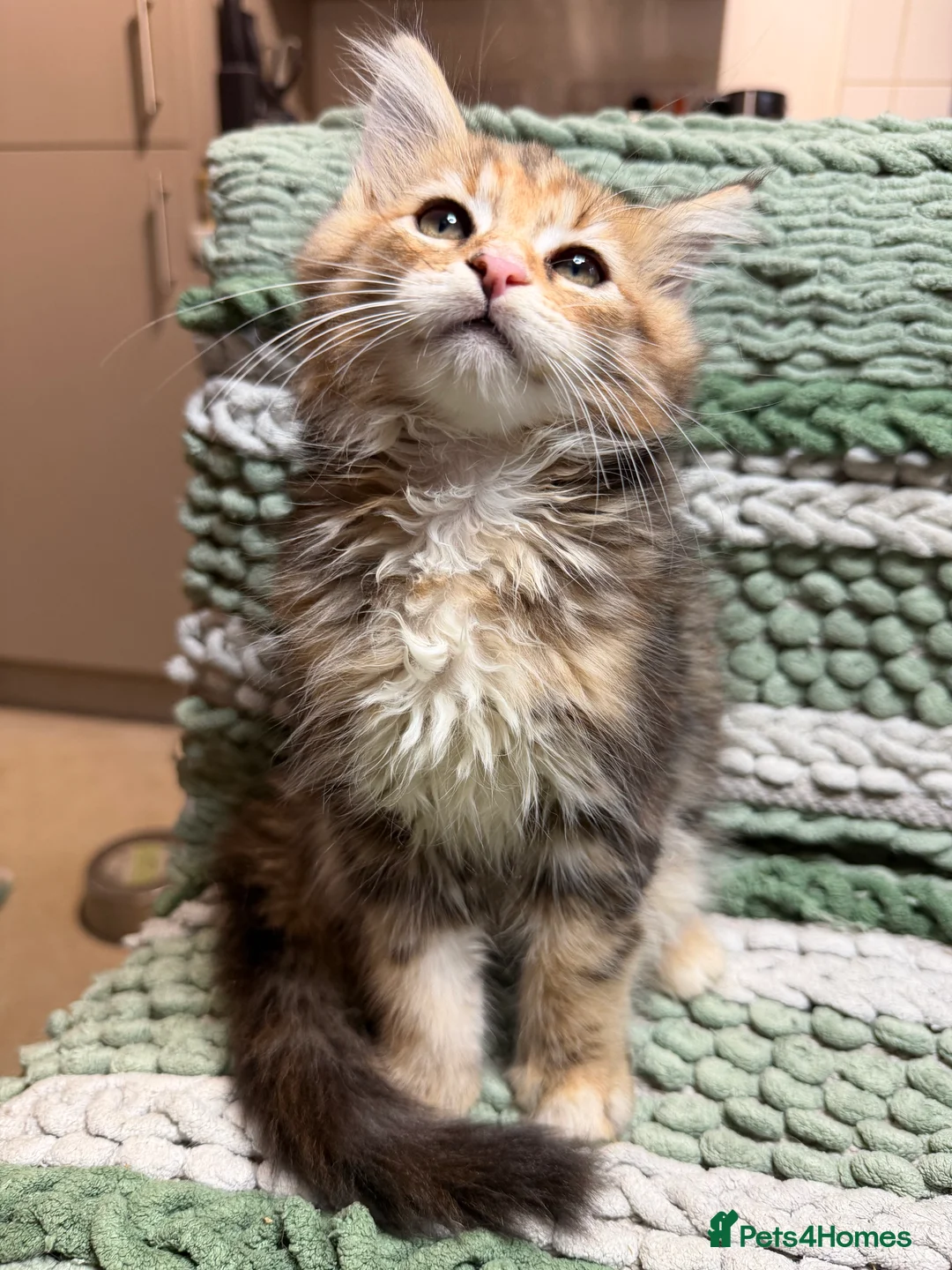 Maine Coon cats for sale: Last Gorgeous Affectionate Maine Coon Cross Kitten - Advert 10