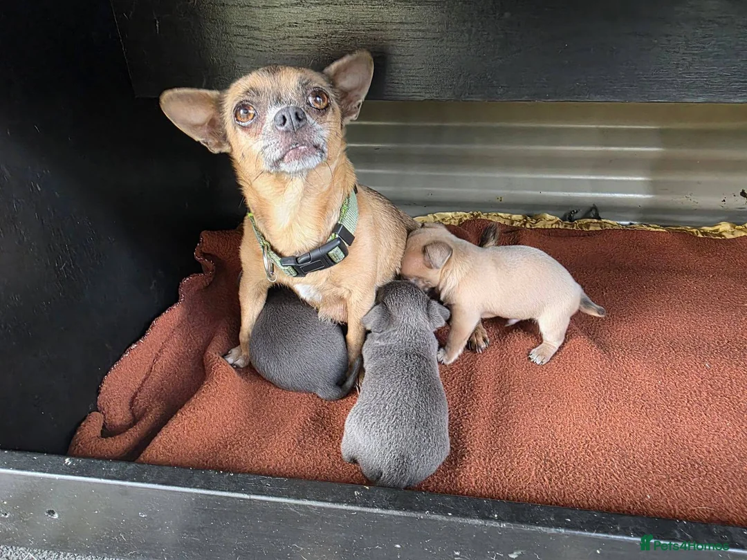 Chihuahua dogs for sale: Blue boys/cream girls Chihuahua puppies for sale in Bristol - Advert 2