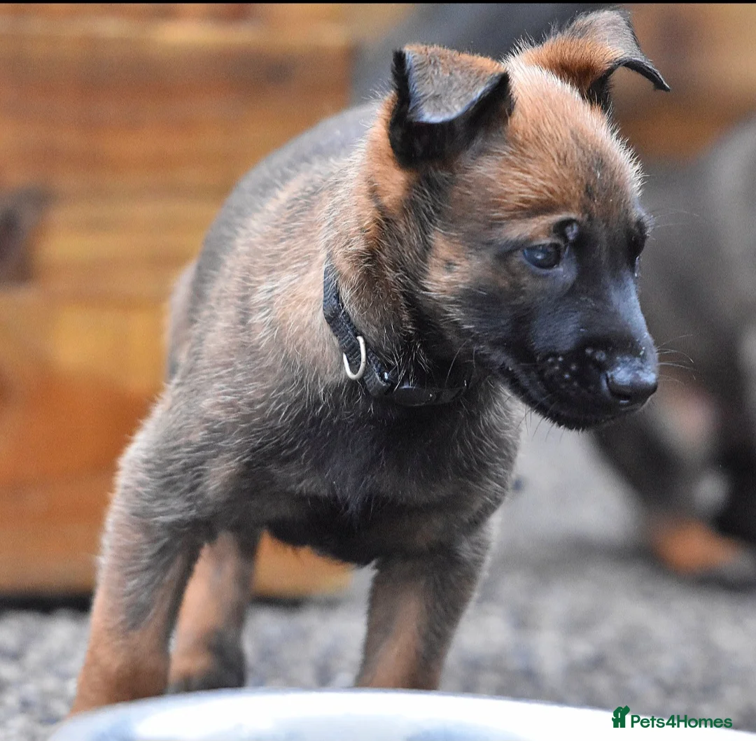 Belgian Shepherd Dog dogs for sale: Exclusive bloodlines  - Advert 9
