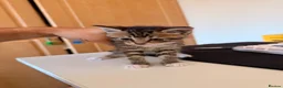 Mixed Breed cats for sale: 4 Beatiful Kittens to be adopted  - Advert 8