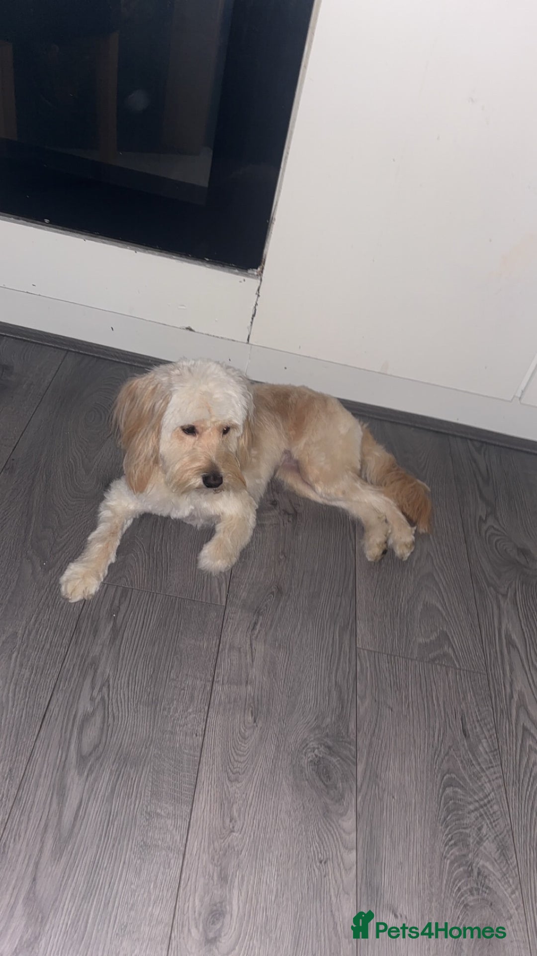 Cockapoo dogs for sale: Cockapoo  - Advert 1