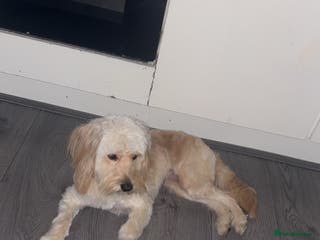 Cockapoo dogs Cockapoo - Advert 10