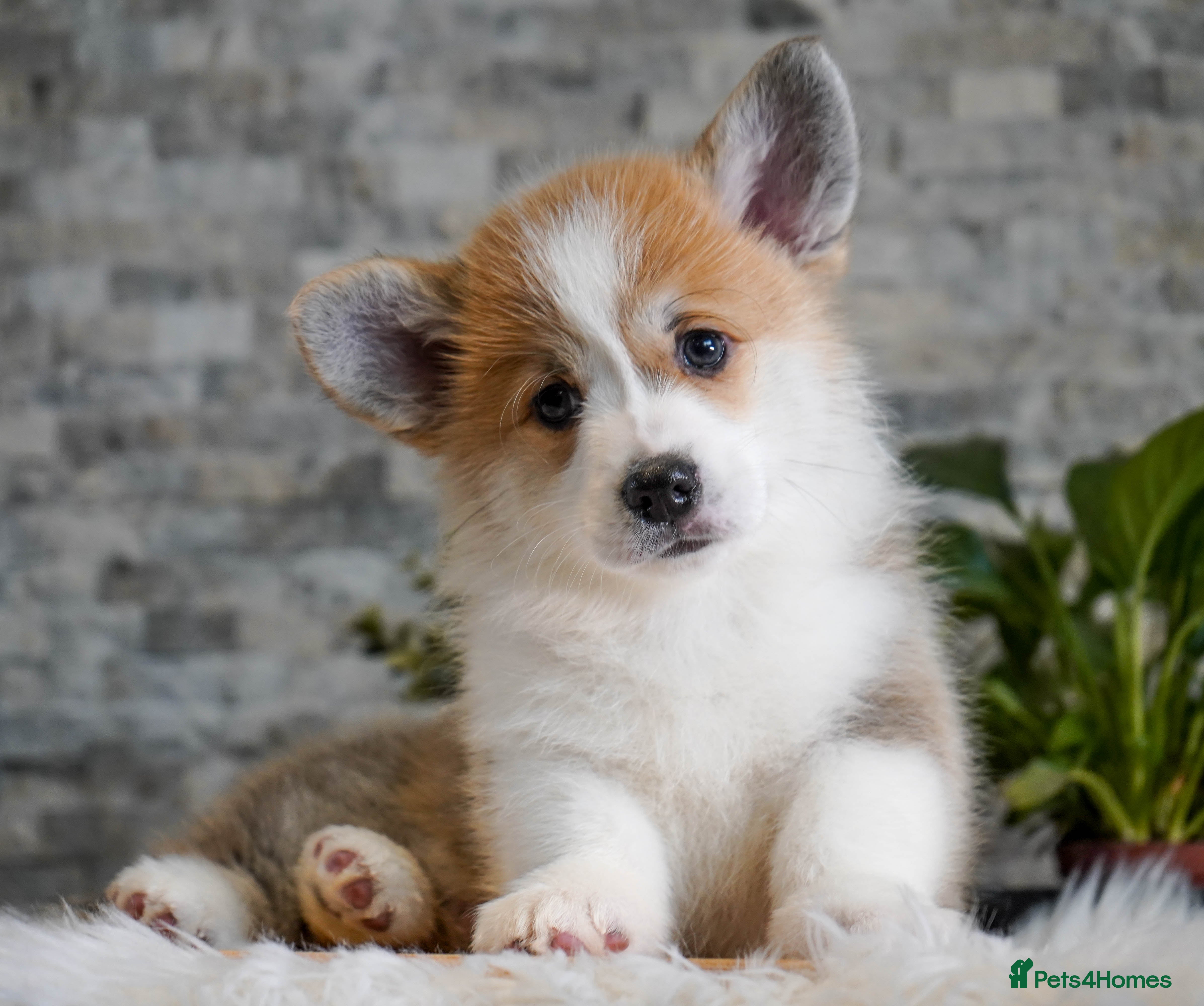 Welsh Corgi Pembroke dogs Welsh Corgi (Pembroke) - Advert 1