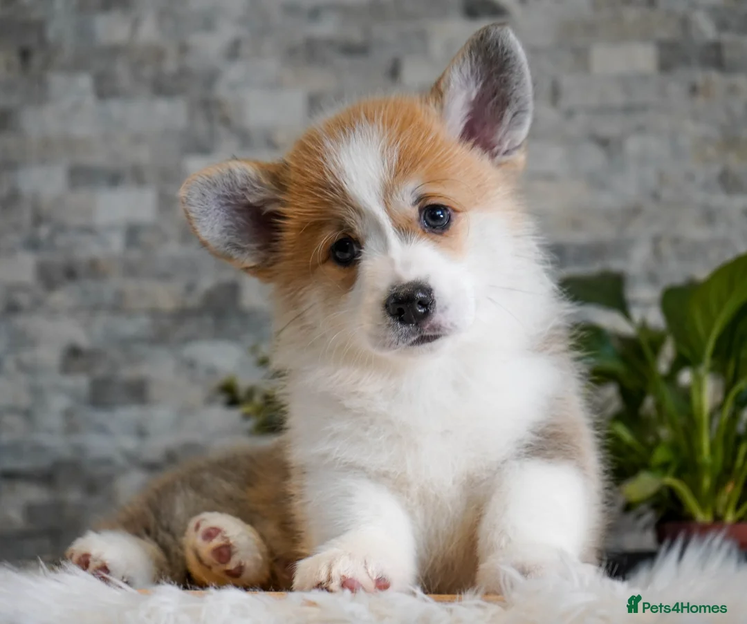 Welsh Corgi Pembroke dogs for sale: Welsh Corgi (Pembroke) - Advert 4