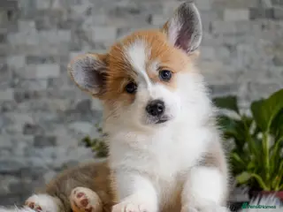 Welsh Corgi Pembroke dogs Welsh Corgi (Pembroke) - Advert 2