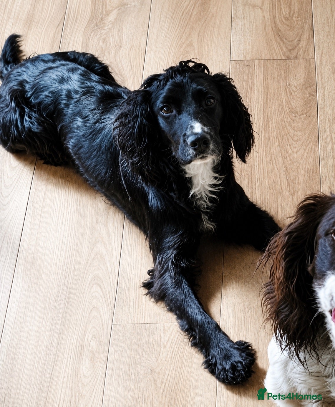 Cocker Spaniel dogs Working Cockers ready for new home  - Advert 5