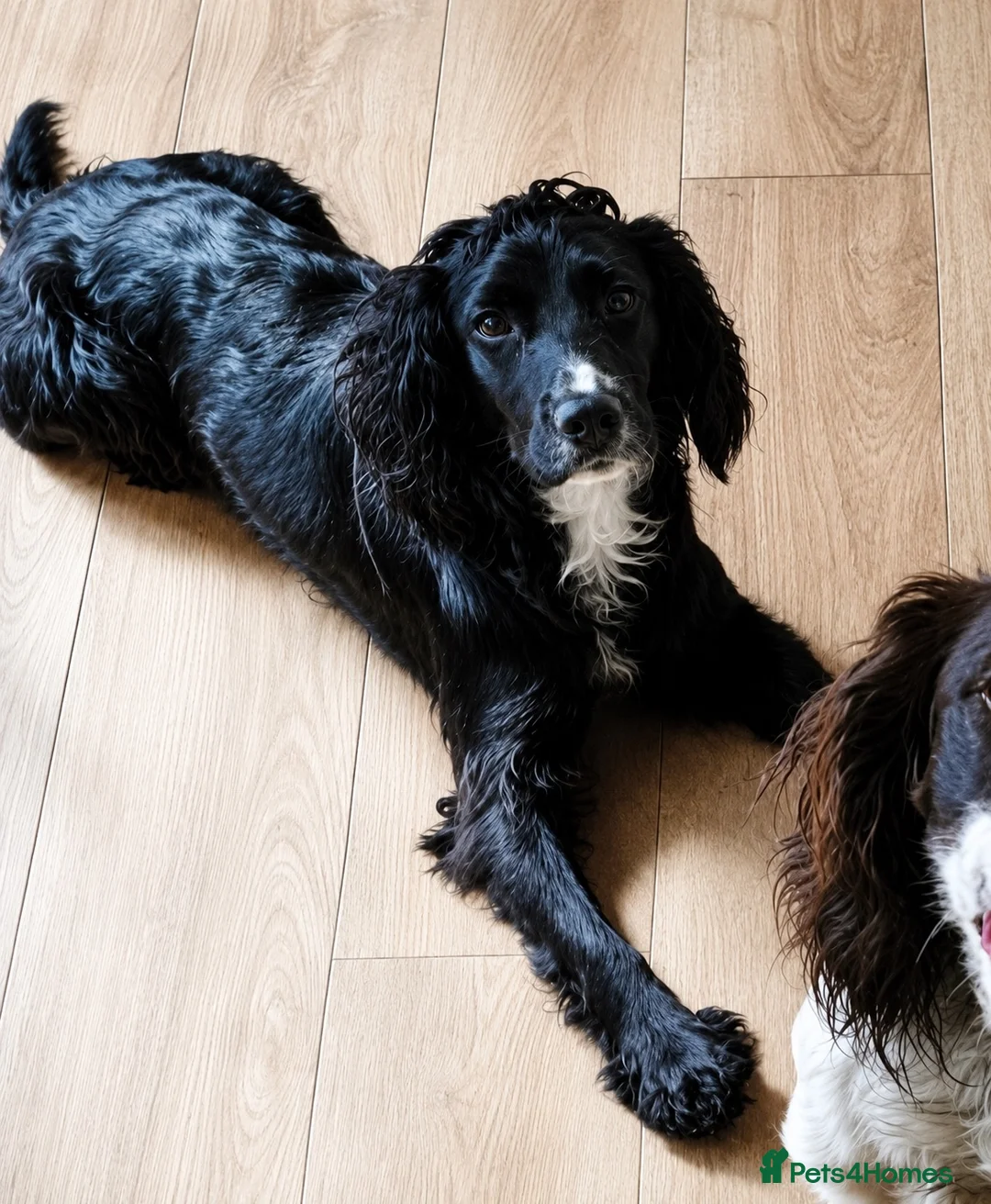 Cocker Spaniel dogs for sale: Working Cockers ready for new home  - Advert 1
