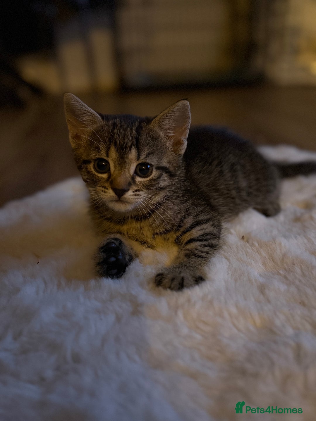 Mixed Breed cats for sale: Kittens for sale  - Image 3