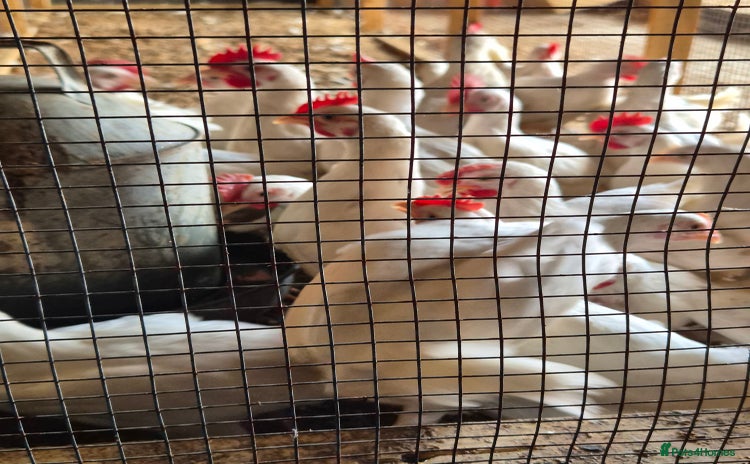 Chickens poultry - Advert 10