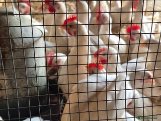 Chickens poultry - Advert 12